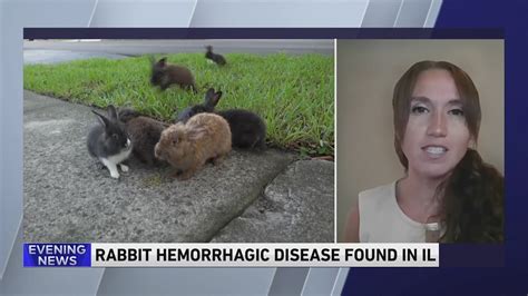 Deadly rabbit disease found in Illinois. What you should know
